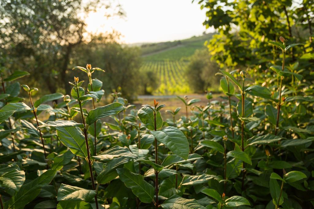 Tenuta Di Monaciano Ponte A Bozzone Eksteriør billede